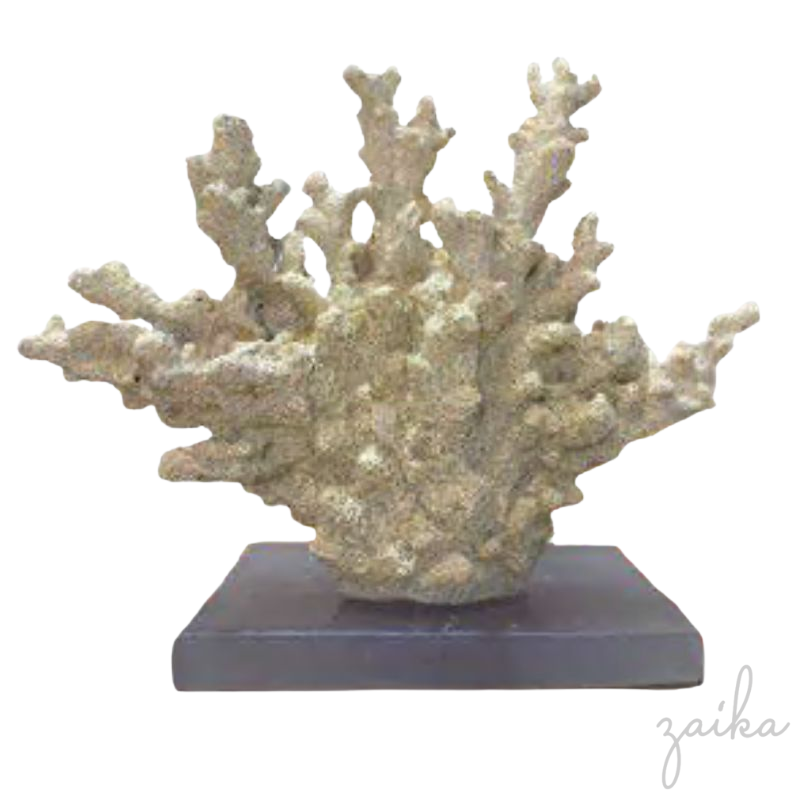 CORAL BEGE COM BASE