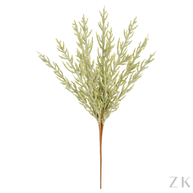 BUQUE RHIPSALIS VERDE 