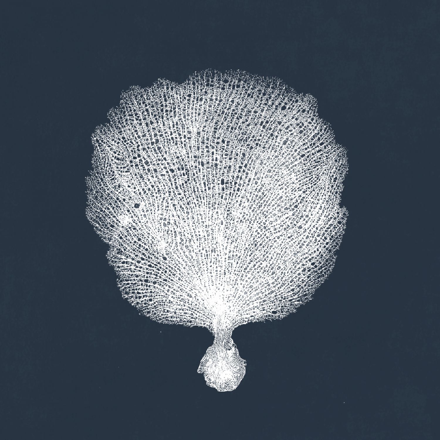 QUADRO CORAL