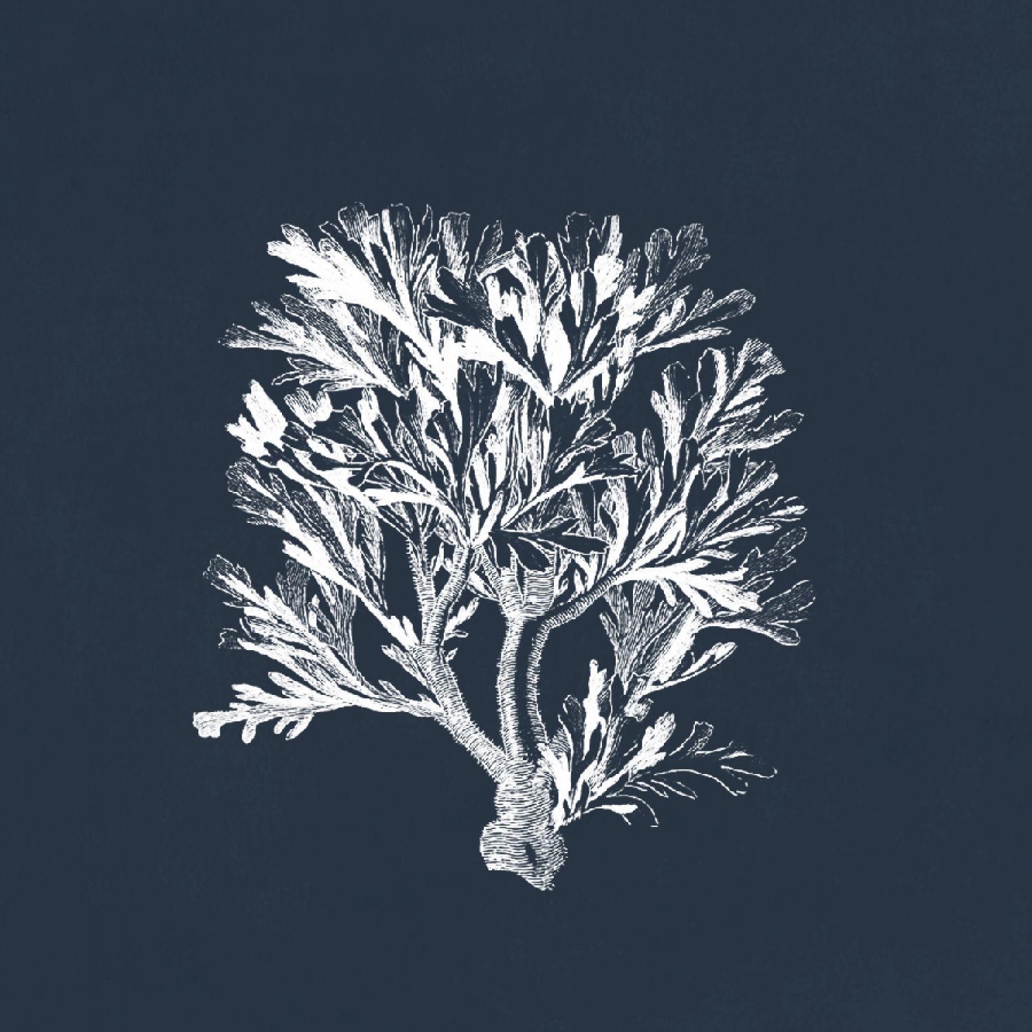 QUADRO CORAL