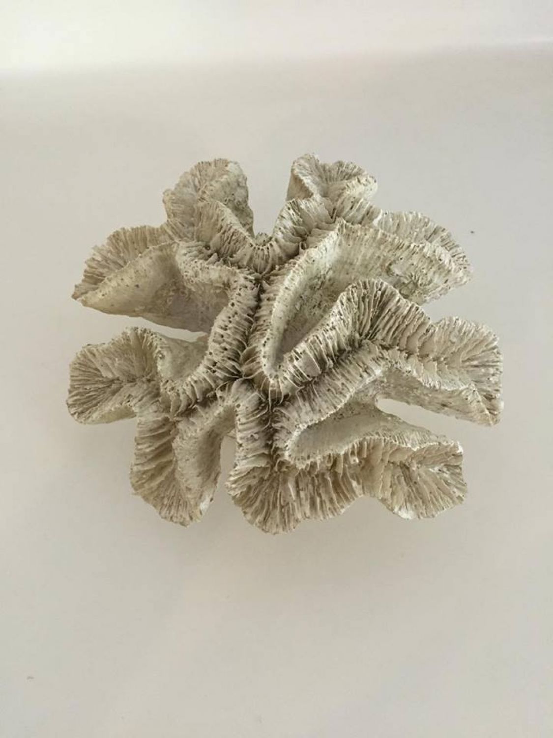 CORAL DECORATIVO