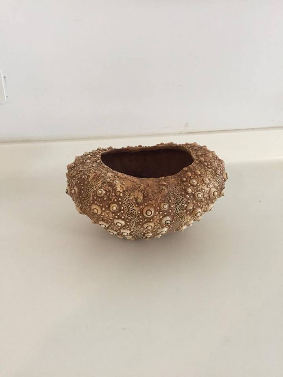 OURIÇO DOURADO 
